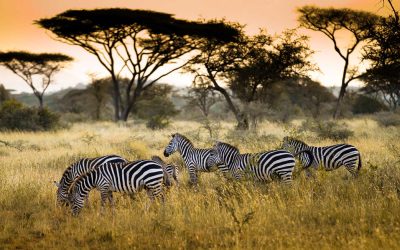 Tanzania Photographic Safari Guide